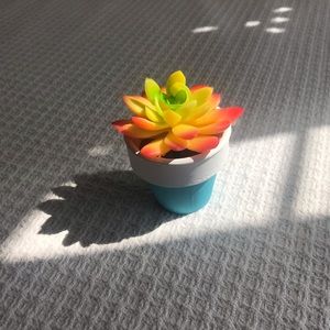 Adorable Mini Succulent